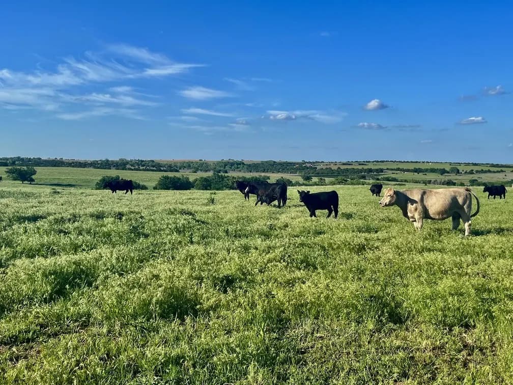 Dry Creek Meats business background image