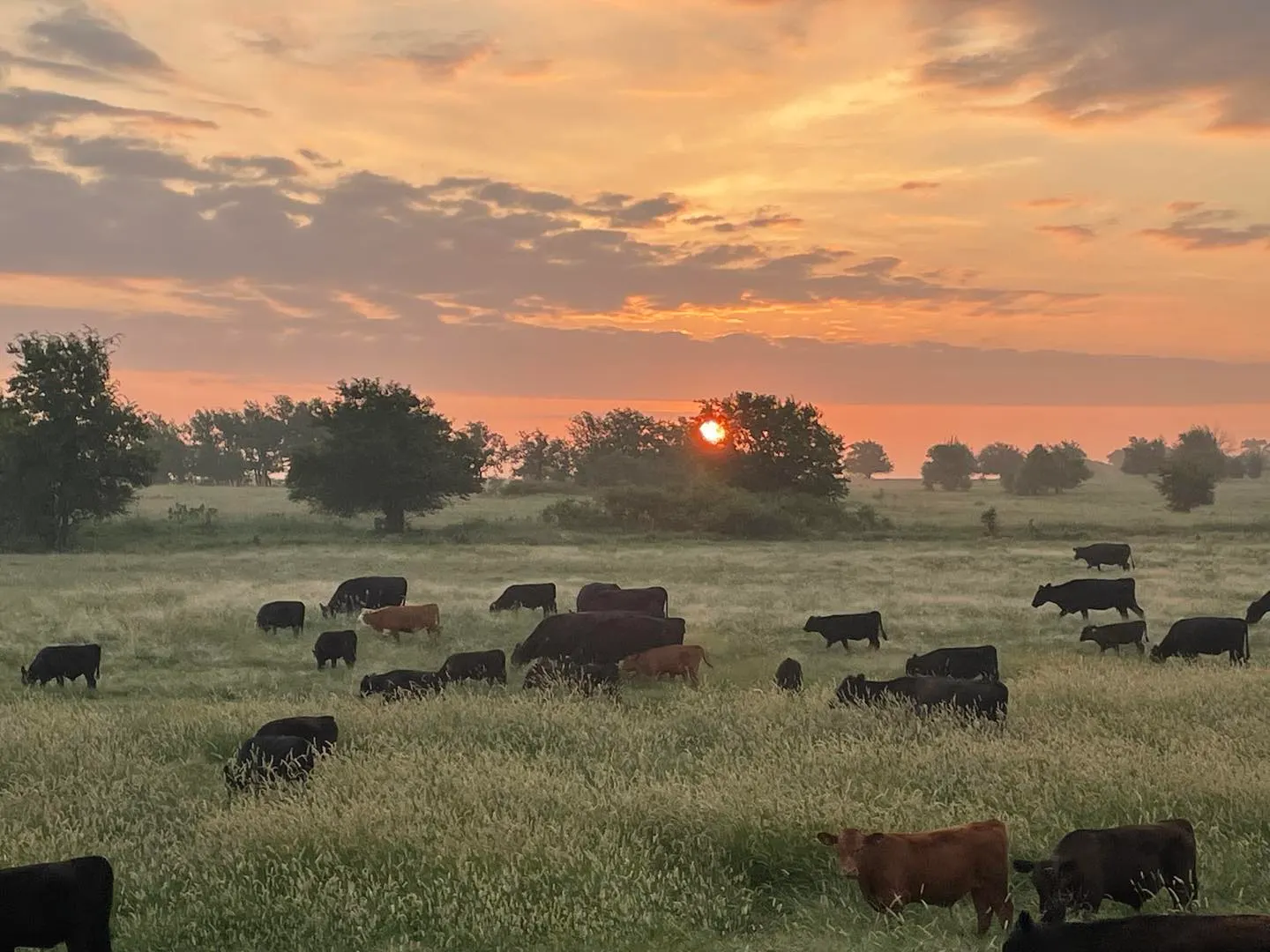 Real-Ranch Grass-Fed business background image
